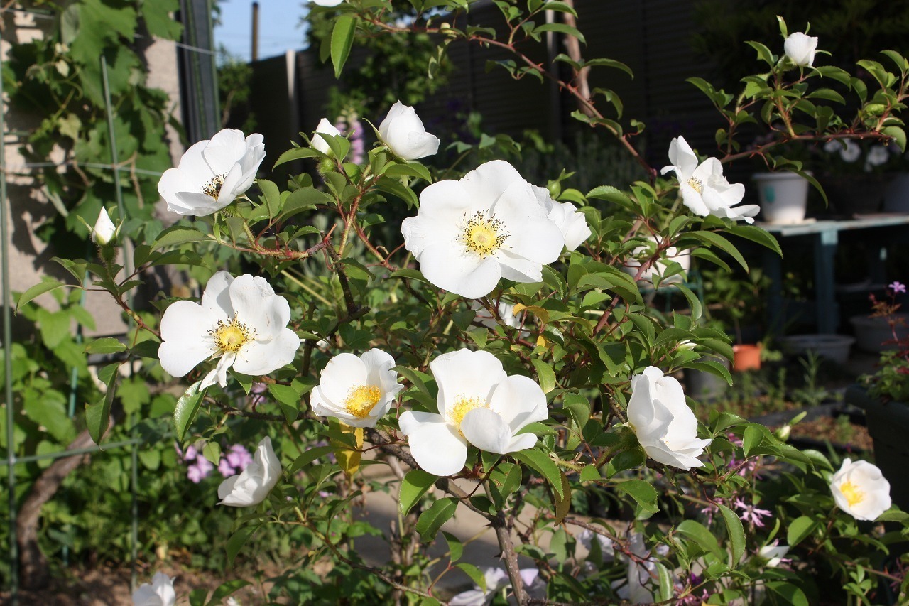 クレマチス、シャクヤクなど: 絵好き、花好き